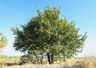 Tarlada yetişen yeşil yapraklı ağaç