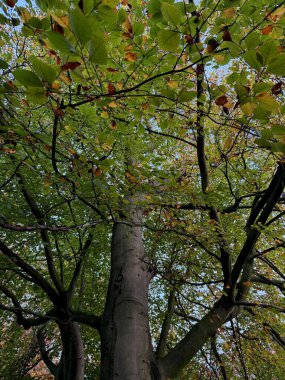 Sonbahar parkında renkli yapraklı ağaçlar büyüyor.