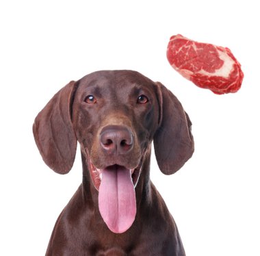 Tatlı köpek ve beyaz arka planda uçan çiğ et parçası. Evcil hayvan maması.