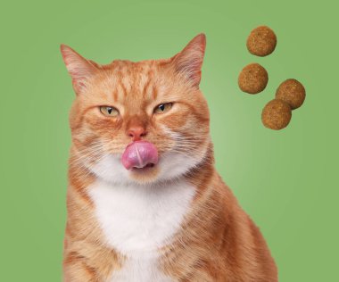 Sevimli kedi ve yeşil arka planda uçan kuru yiyecekler. Hayvan bakımı