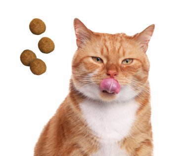 Sevimli kedi ve beyaz arka planda uçan kuru yiyecekler. Hayvan bakımı