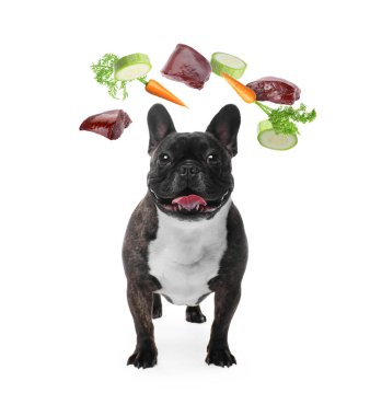 Uçan sebzeler ve beyaz arka planda çiğ ciğer ile çevrili şirin bir köpek. Doğal hayvan mamaları.
