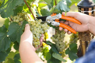 Açık havada olgun üzümleri toplayan çiftçi, yakın plan.