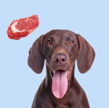 Şirin köpek ve açık mavi arka planda uçan çiğ et parçası. Evcil hayvan maması.