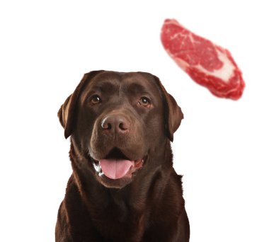 Tatlı köpek ve beyaz arka planda uçan çiğ et parçası. Evcil hayvan maması.