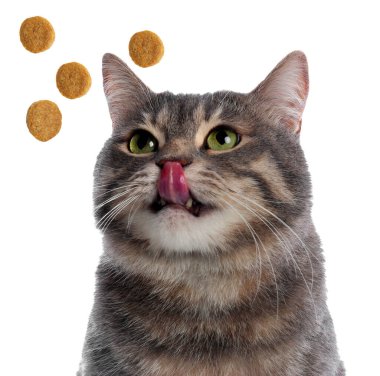 Sevimli kedi ve beyaz arka planda uçan kuru yiyecekler. Hayvan bakımı