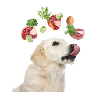 Uçan sebzeler, yumurta ve beyaz arka planda çiğ etle çevrili şirin bir köpek. Doğal hayvan mamaları.