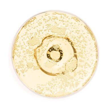 Bardakta şampanya, beyaz manzarada izole.