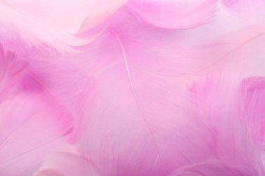 Beautiful pink feathers as background, closeup view