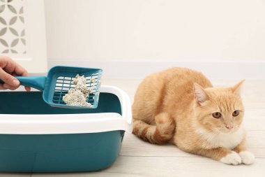 Kadın kedi kumu tepsisini kepçeyle temizliyor. Kapalı alanda, yakın plan.