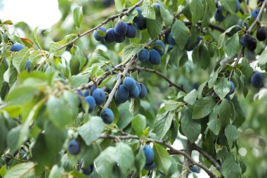 Bahçedeki ağaçta yetişen olgun erikler.