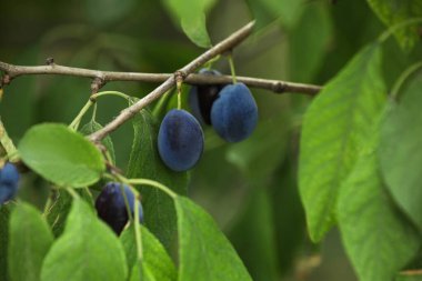 Bahçedeki ağaçta yetişen olgun erikler, yakın plan.
