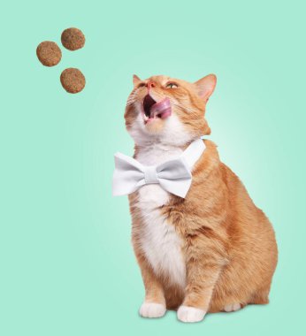 Sevimli kedi ve turkuaz arka planda uçan kuru yiyecekler. Hayvan bakımı