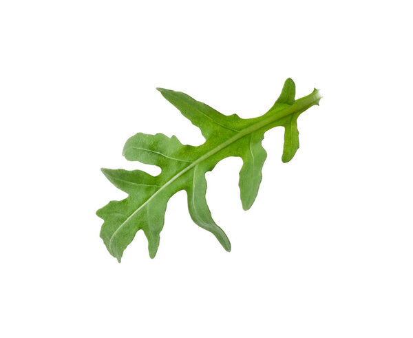 One fresh arugula leaf isolated on white