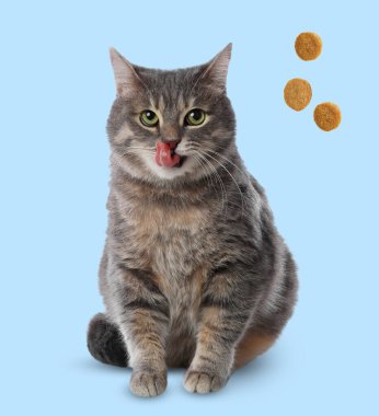 Sevimli kedi ve açık mavi arka planda uçan kuru yiyecekler. Hayvan bakımı