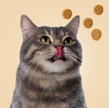 Sevimli kedi ve bej arka planda uçan kuru yiyecekler. Hayvan bakımı