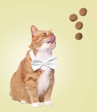 Sevimli kedi ve bej arka planda uçan kuru yiyecekler. Hayvan bakımı