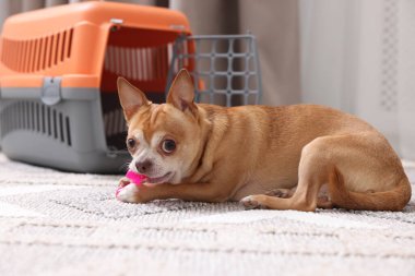 Oyuncak ve hayvan taşıyıcısı olan sevimli bir köpek. Kapalı alanda, seçici bir odak.