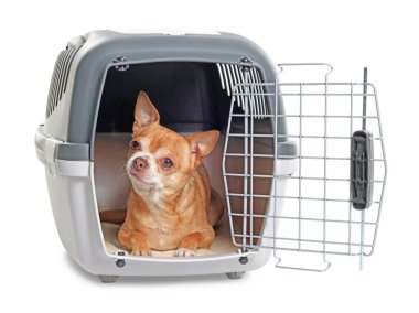 Evcil hayvan taşıyıcısındaki sevimli köpek beyazda izole edilmiş.