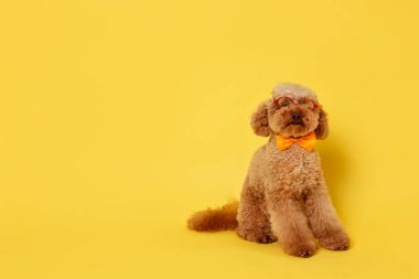 Şirin oyuncak köpek papyon takıyor ve sarı arka planda gözlük takıyor, mesaj için yer var.
