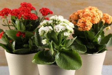Farklı güzel kalanchoe çiçekleri kapalı kaplarda, yakın planda.