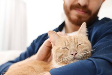 Evdeki kanepede sevimli kızıl kediyi okşayan adam, yakın plan.