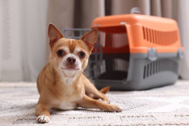 Kapalı alanda sevimli köpek ve hayvan taşıyıcısı, seçici bir odak.