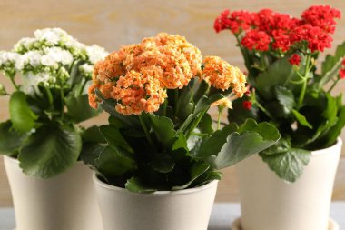 Bulanık bej arka planda saksılarda farklı güzel kalanchoe çiçekleri, yakın plan.