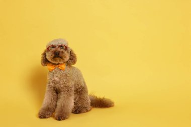 Şirin oyuncak köpek papyon takıyor ve sarı arka planda gözlük takıyor, mesaj için yer var.