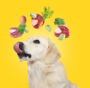 Turuncu arka planda uçan sebzeler, yumurta ve çiğ etle çevrili şirin bir köpek. Doğal hayvan mamaları.