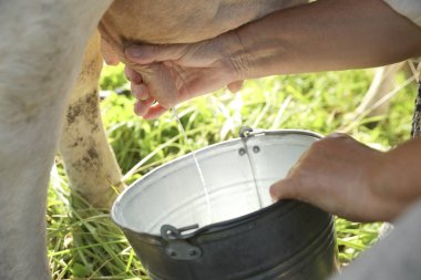 Arka bahçede inek sağan yaşlı kadın, yakın plan.