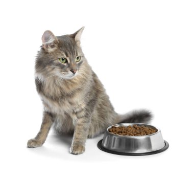 Beyaz arka planda kuru hayvan mamasıyla beslenme kabının yanında sevimli bir kedi.