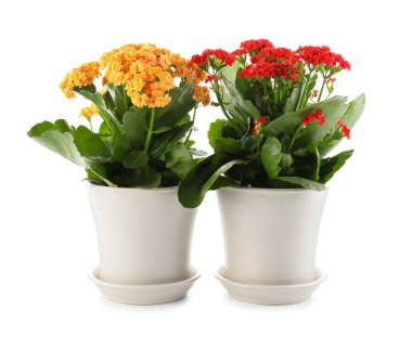 Farklı güzel kalanchoe çiçekleri beyaz tencerelerde izole edilmiş.