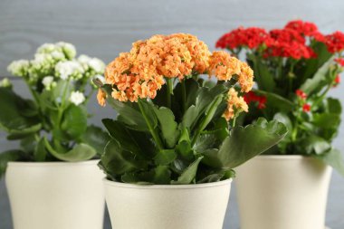 Bulanık gri arka planda saksılarda farklı güzel kalanchoe çiçekleri, yakın plan.