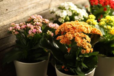 Farklı güzel kalanchoe çiçekleri kapalı kaplarda, yakın planda.