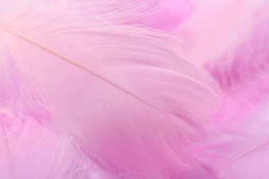 Beautiful pink feathers as background, closeup view