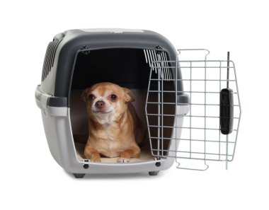Evcil hayvan taşıyıcısındaki sevimli köpek beyazda izole edilmiş.