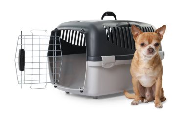 Evcil hayvan taşıyıcısının yanındaki sevimli köpek beyazı izole etmiş.