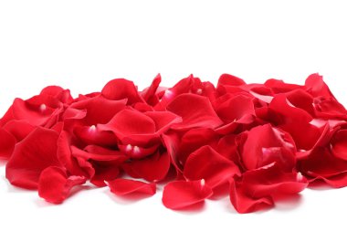Beyaz zemin üzerine kırmızı gül yaprakları yığını