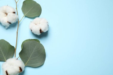 Açık mavi arka planda pamuk çiçekleri olan güzel bir çiçek kompozisyonu. Metin için boşluk