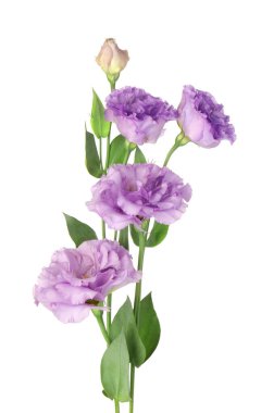 Beyaz yapraklı güzel menekşe çiçekleri.