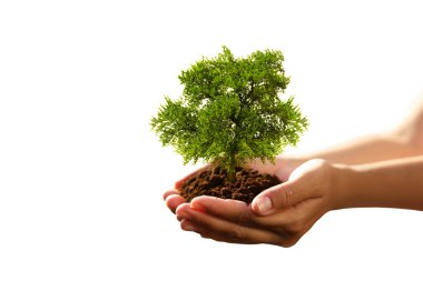 Çevre ve ekoloji kavramı. Beyaz arka planda küçük ağaçlı toprak tutan kadın, yakın plan.