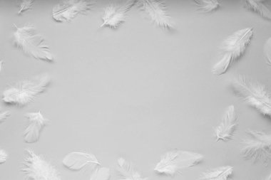 Açık gri arkaplandaki güzel tüylerin çerçevesi düzdü. Metin için boşluk