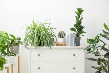 Sulama kutusu, güzel bitkiler ve kapalı alandaki çekmeceler.