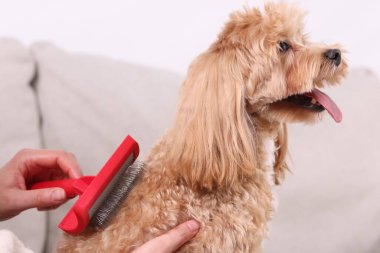 Evde güzel Maltipoo köpeğini fırçalayan bir kadın, yakın plan.