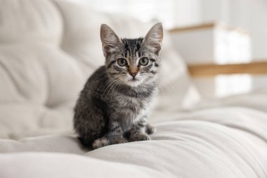Odadaki kanepede oturan sevimli kedi yavrusu.