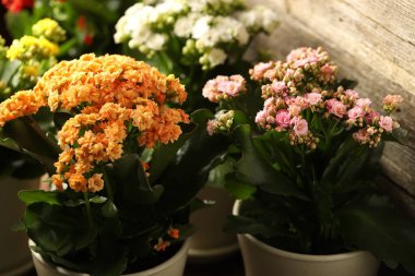 Farklı güzel kalanchoe çiçekleri kapalı kaplarda, yakın planda.