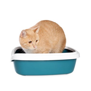 Beyaz arka planda çöp tepsisindeki sevimli kızıl kedi.