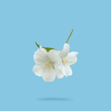 Jasmine flowers in air on light blue background. Blooming plant clipart