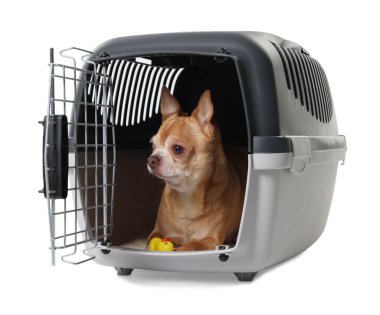 Evcil hayvan taşıyıcısında oyuncağı olan sevimli köpek beyazı izole etmiş.